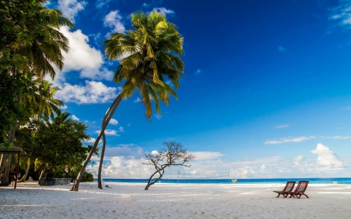 green palm trees beach chair morning nature white sand 2k