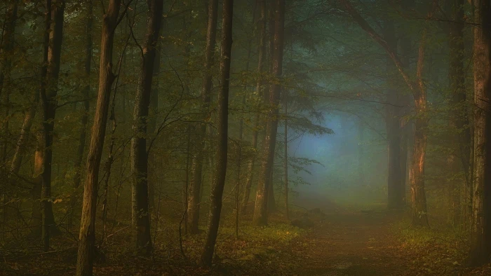 green trees leafed during daytime nature landscape 2k