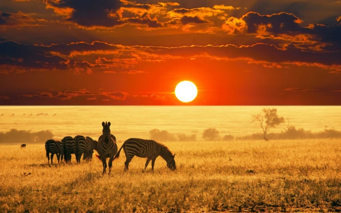 herd of Zebra animals Africa zebras sunset sky landscape 2k