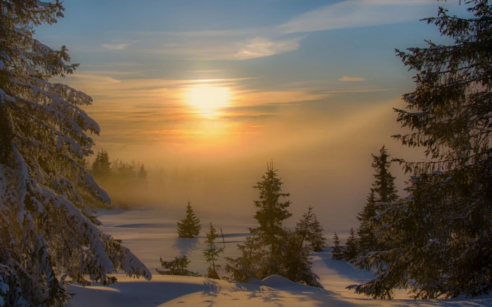 Landscape Nature Sunset Winter Mist Forest Snow Trees Cold 2k