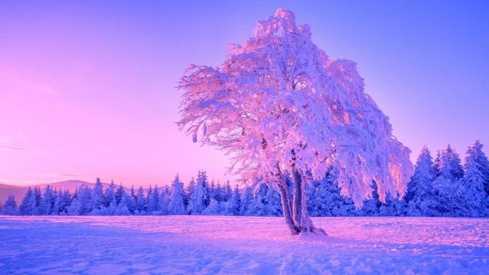 lone tree winter sky nature freezing snow purple 2k