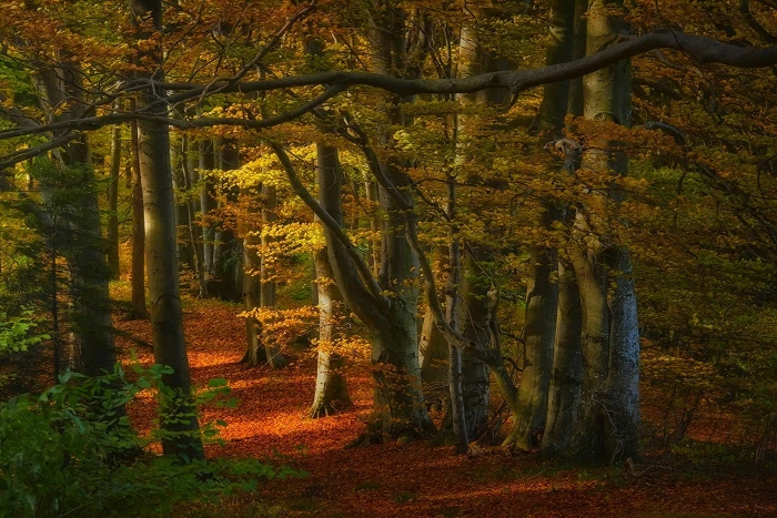 maple tree nature landscape forest fall path leaves sunlight