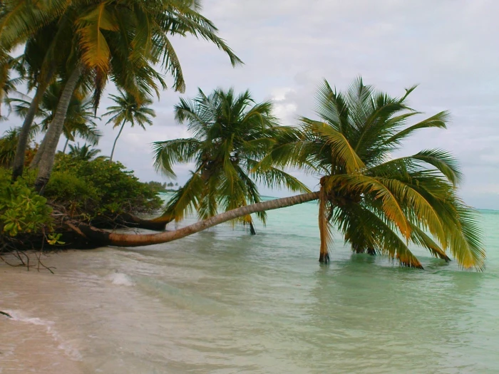 nature landscape Maldives palm trees beach sea sand tropical 2k