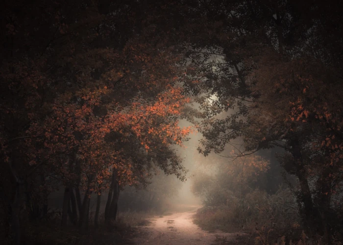 nature landscape morning forest fall dirt road mist path 2k