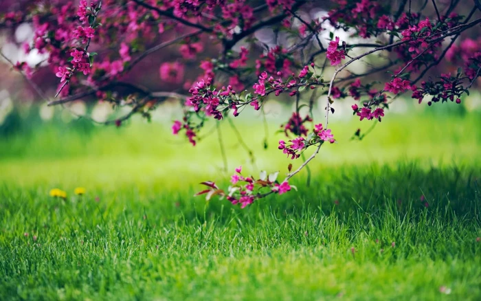 pink petaled flower dandelion cherry blossom grass nature 2k