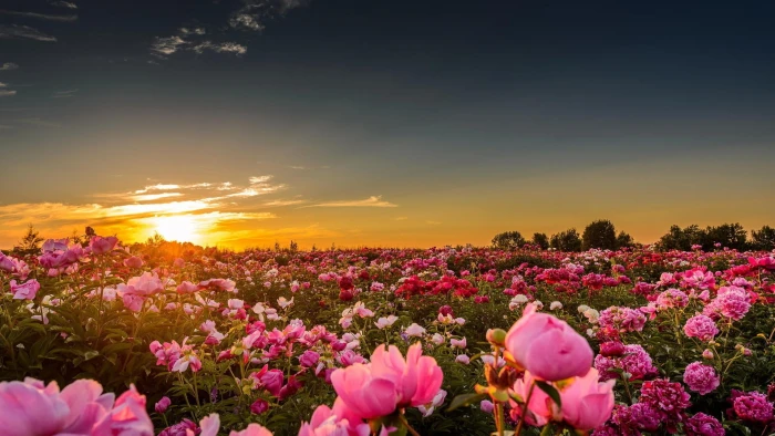 pink petaled flower landscape field flowers nature sunlight 2k