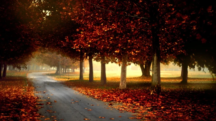 road between red leaf trees during daytime nature forest leaves 2k