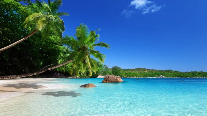 two coconut trees landscape beach palm tropical sea 2k
