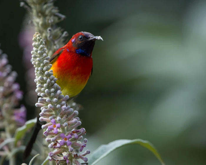 tilt shift lens photography of orange bird sunbird 2k