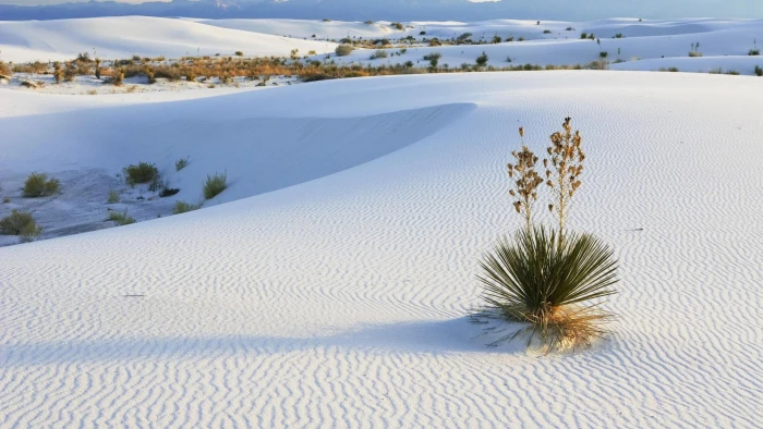 White Sands New Mexico desert oasis nature 2k