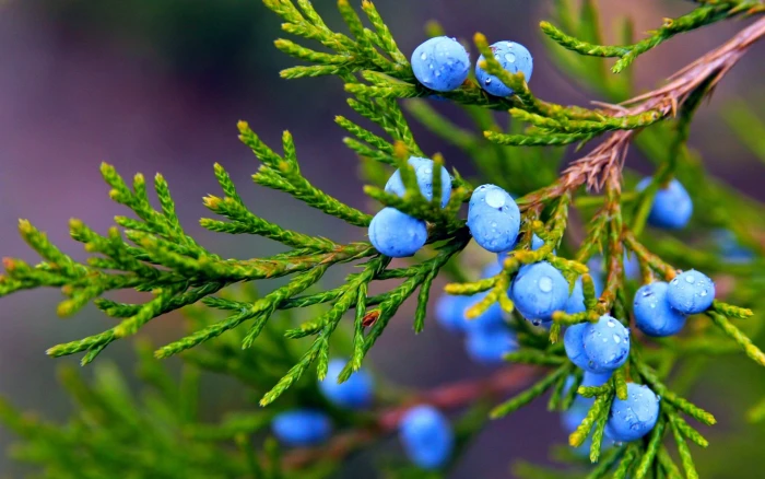 Autumn nature juniper blue berries water drops blueberries 2k