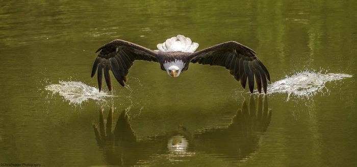 bald eagle photography nature animals birds animal themes 2k