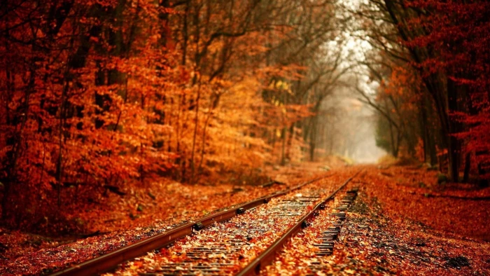 brown train rain nature trees forest leaves fall plants 2k