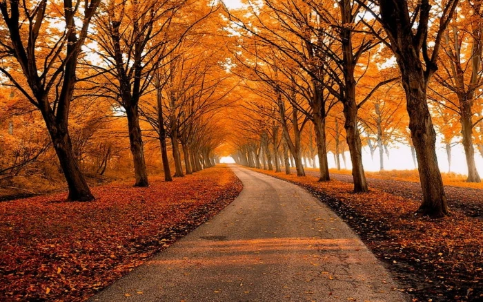 Fall Park Leaves Nature Path Trees Landscape