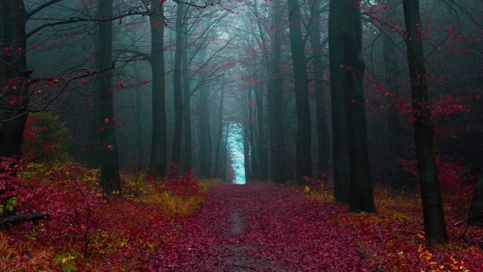 forest digital wallpaper path leaves fall mist road nature 2k