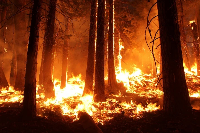 forest fire wallpaper wildfire blaze smoke trees heat burning 2k