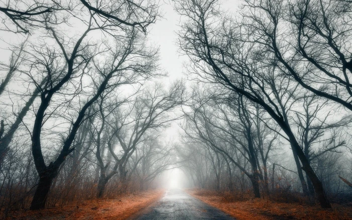 gray bare tree vehicle pathway nature landscape road trees