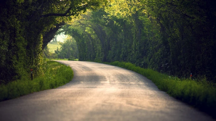 gray concrete pavement landscape trees road path nature 2k