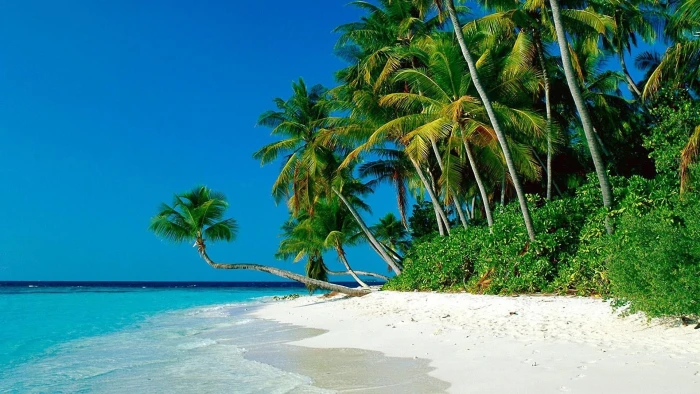 green coconut tree beach nature tropical palm trees sea 2k