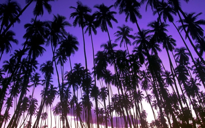 green coconut trees beach purple palm landscape dawn 2k