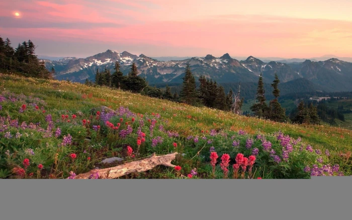 Nature Landscapes Fields Meadow Flowers Trees Mountains Sky Skies Clouds Wood Desktop Background Images 2k