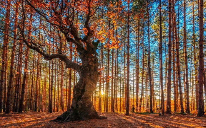 orange leafed tree landscape nature forest trees fall sun rays