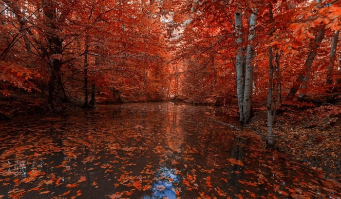 orange leafed tree nature photography landscape fall red leaves 2k