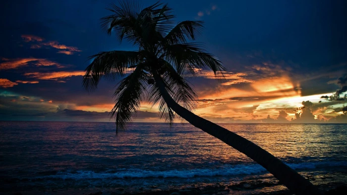 palm sea sky body of water horizon sunset tropics tree 2k