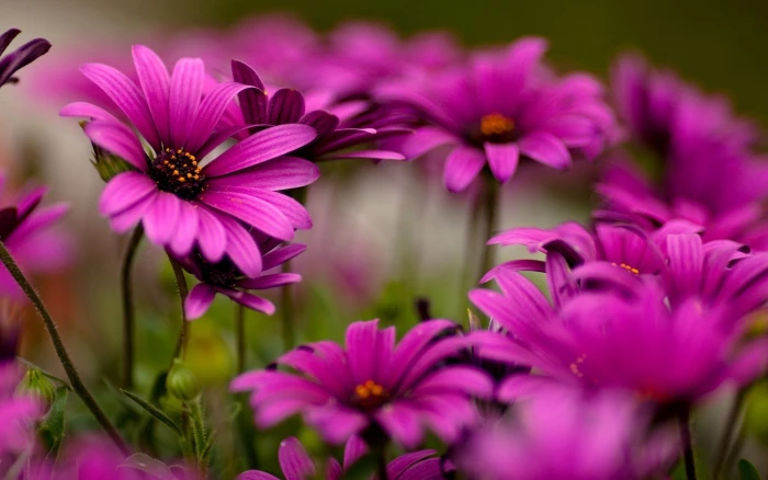 pink and purple petaled flowers nature depth of field 2k