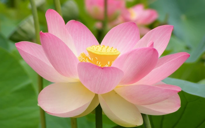 pink flowers with green leaves nature lotus flowering plant 2k