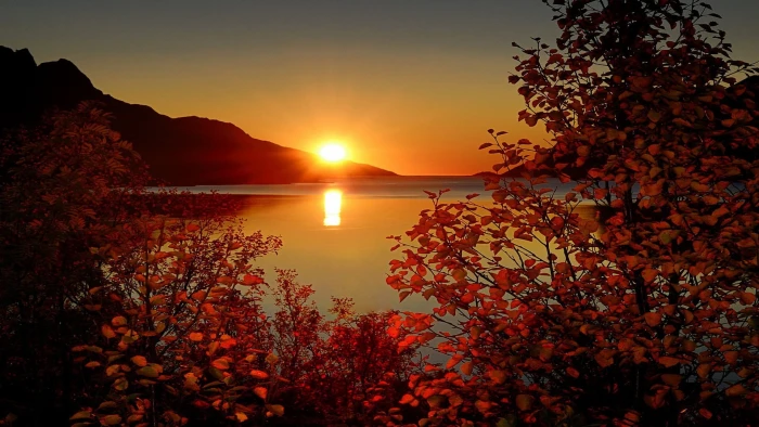 red leafed trees fall leaves sunlight water nature sunset 2k