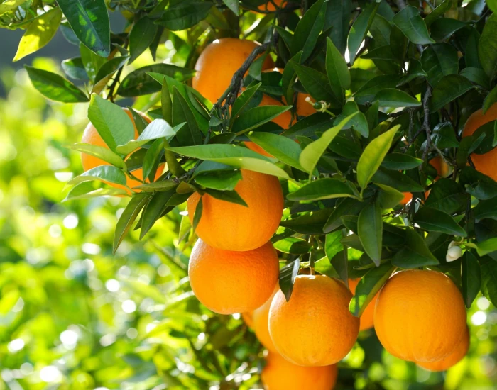 round orange fruit nature tree oranges wood fruits citrus Fruit 2k