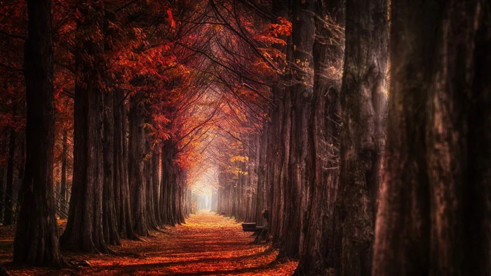 trees illustration autumn photo nature landscape fall 2k