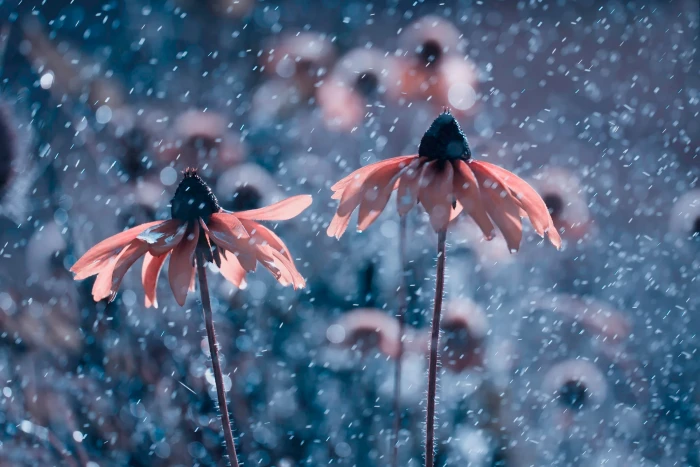 two pink and black flowers macro photography nature 2k