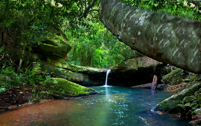 waterfalls and green leafed trees nature landscape forest 2k