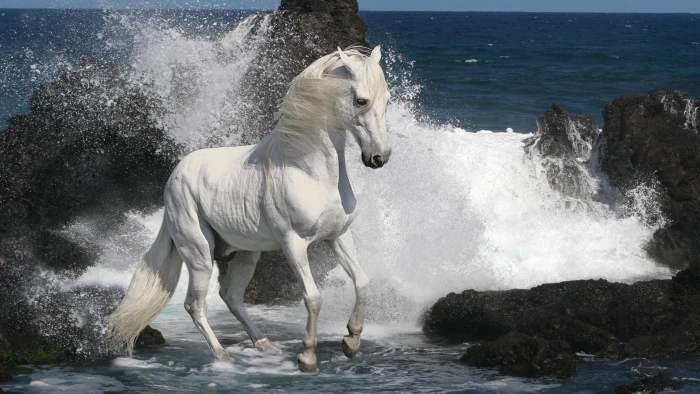 White Steed On The Beach white horse stones rock male nature 2k