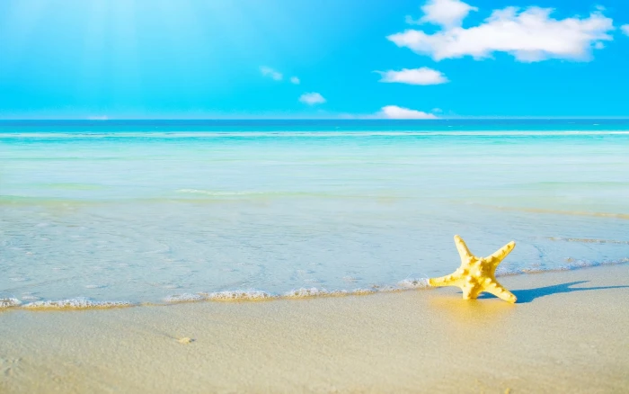 yellow starfish sand beach sea foam landscape summer nature 2k