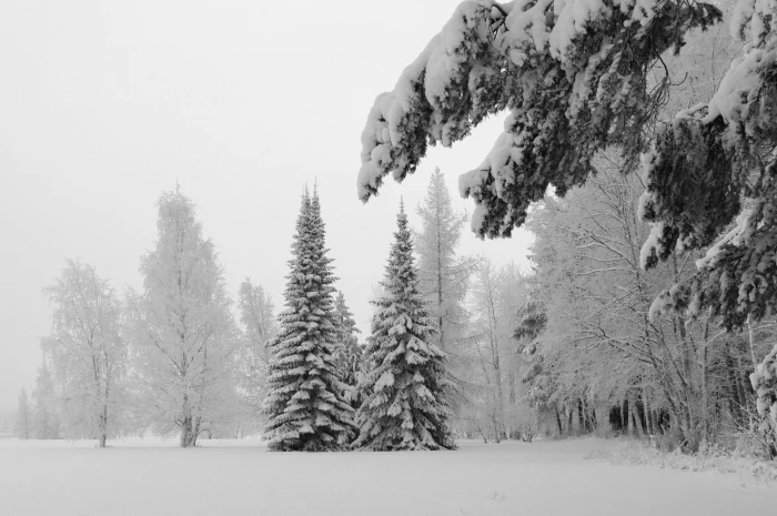 landscape photography of pine trees covered with snow nature 2k