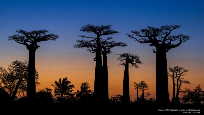 Avenue of the Baobabs Morondava Madagascar Nature 2k