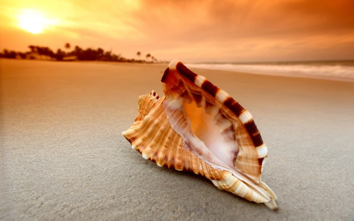 black and white seashell in sunset beach sand nature sky 2k
