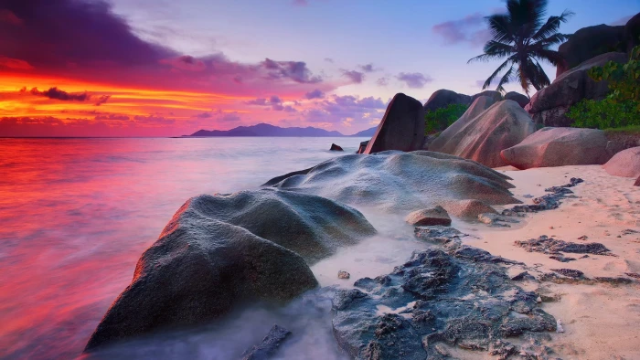 boulder beside coconut tree during daytime beach sunset sea 2k