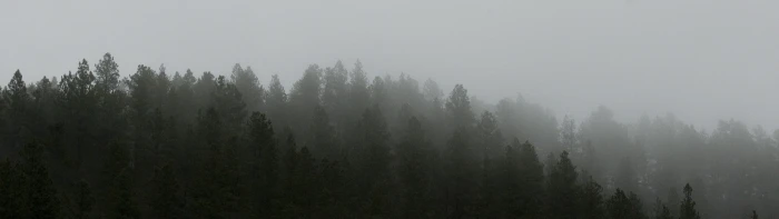 dual screen landscape nature tree fog plant forest environment 2k 4k