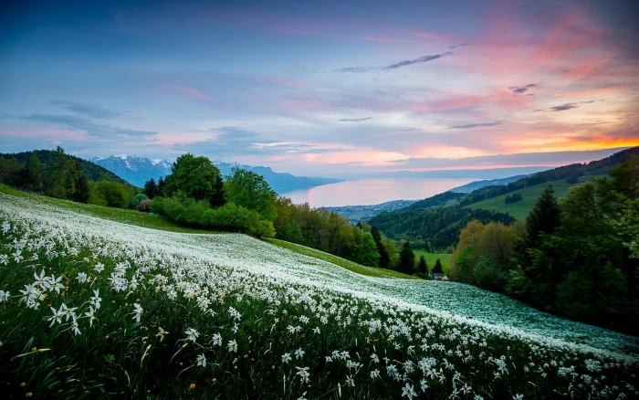 field of white petaled flowers nature landscape trees 2k