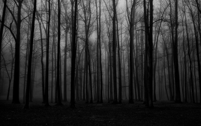forest trees mist spooky nature dark land tree trunk plant 2k