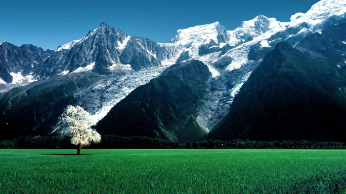 green grass field nature landscape trees Switzerland Alps 2k