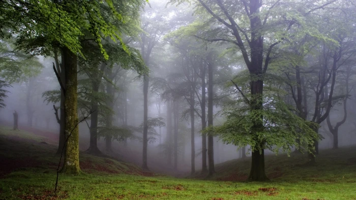 green leafed trees forest nature mist plant fog land tranquility 2k
