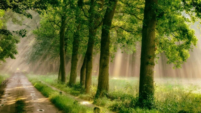 green leafed trees forest road grass mist path rain sunlight 2k