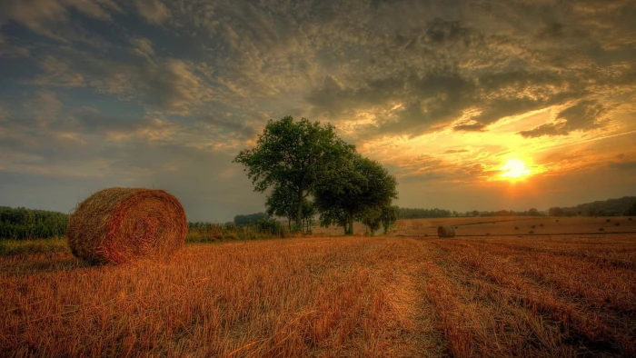 nature hd for pc download field land plant tree 2k