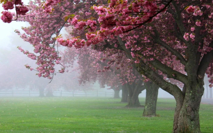 Nature Landscape Cherry Trees Mist Pink Flowers Spring Sunrise Grass Blossom Fence Green 2k