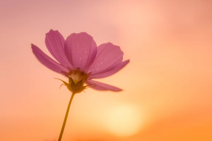 pink Cosmos flower at daytime Blooming Sunlight Tamron 2k 4k 5k
